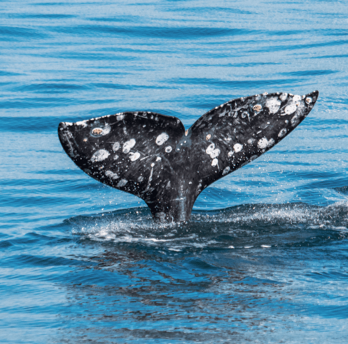 Gray Whale