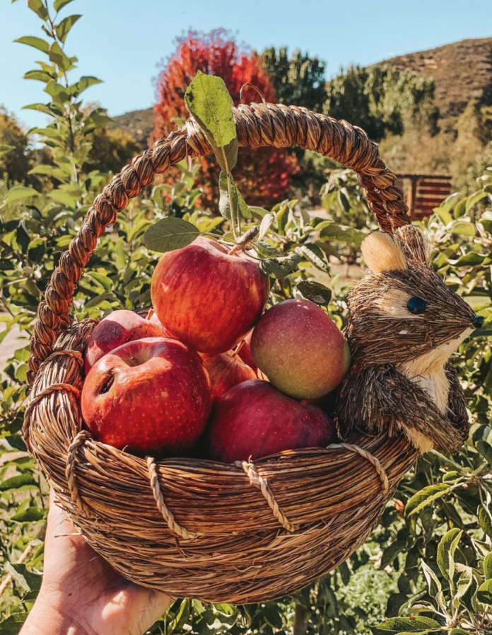 Apple Picking Near Los Angeles 7 MustVisit Orchards LA Digs