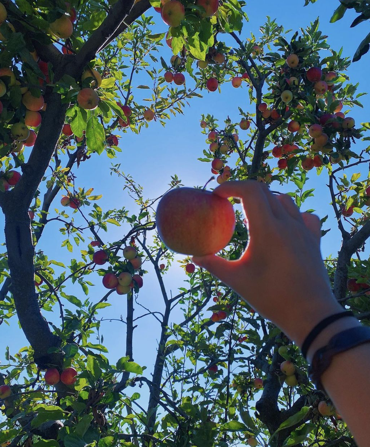 Apple Picking Near Los Angeles