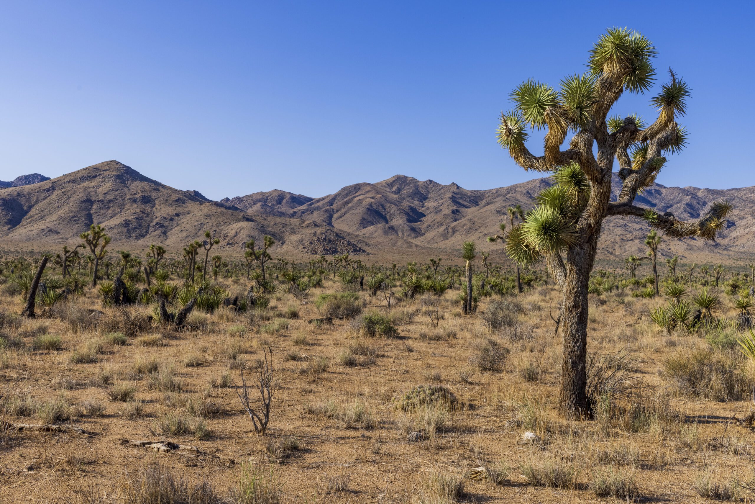 Joshua Tree National Park Near Palm Springs