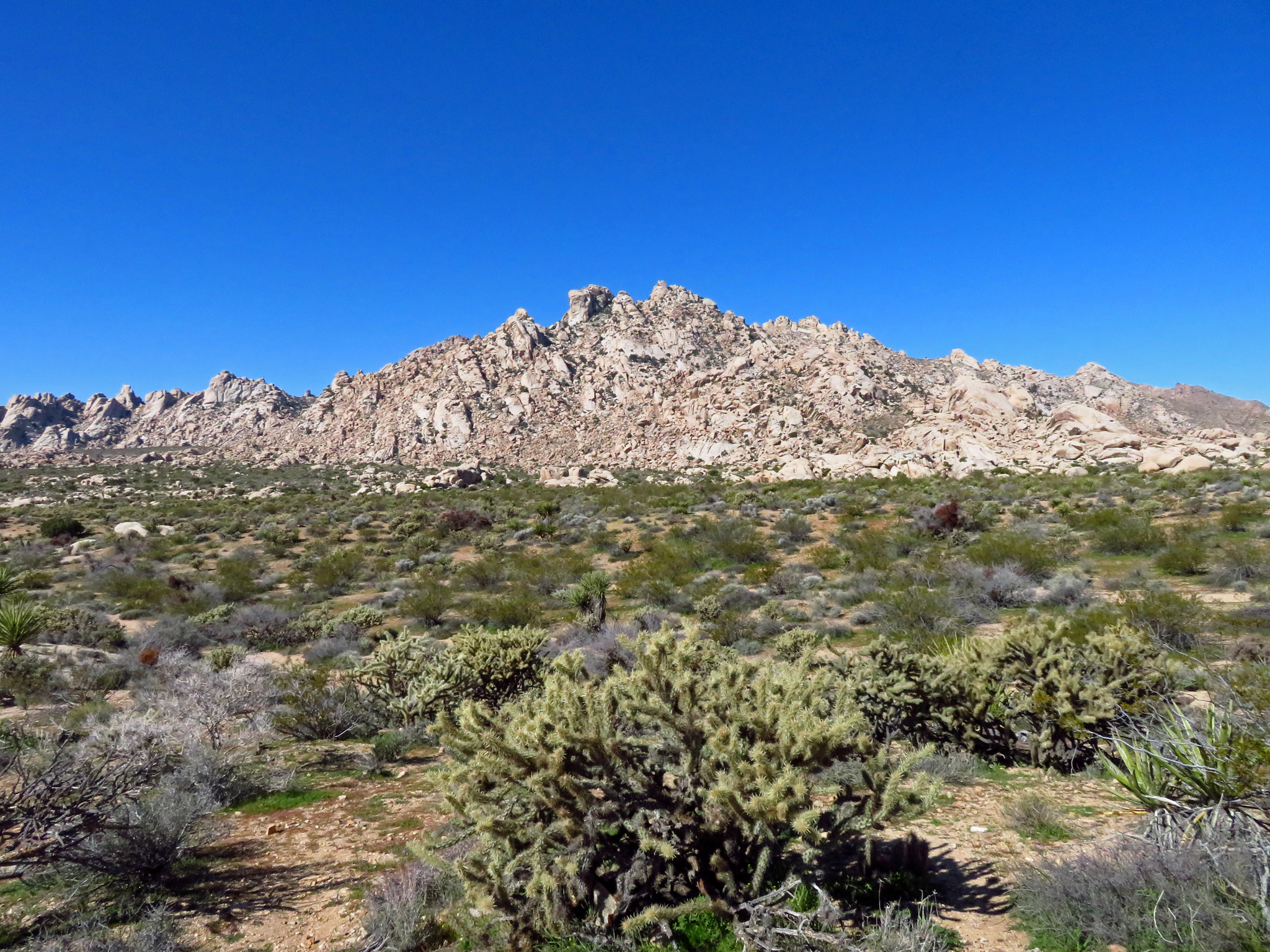 Mojave National Preserve 1