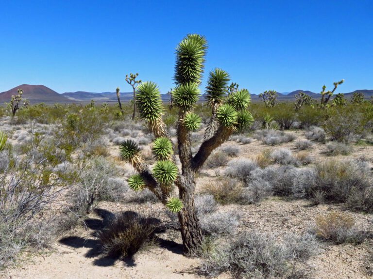 Mojave National Preserve 2