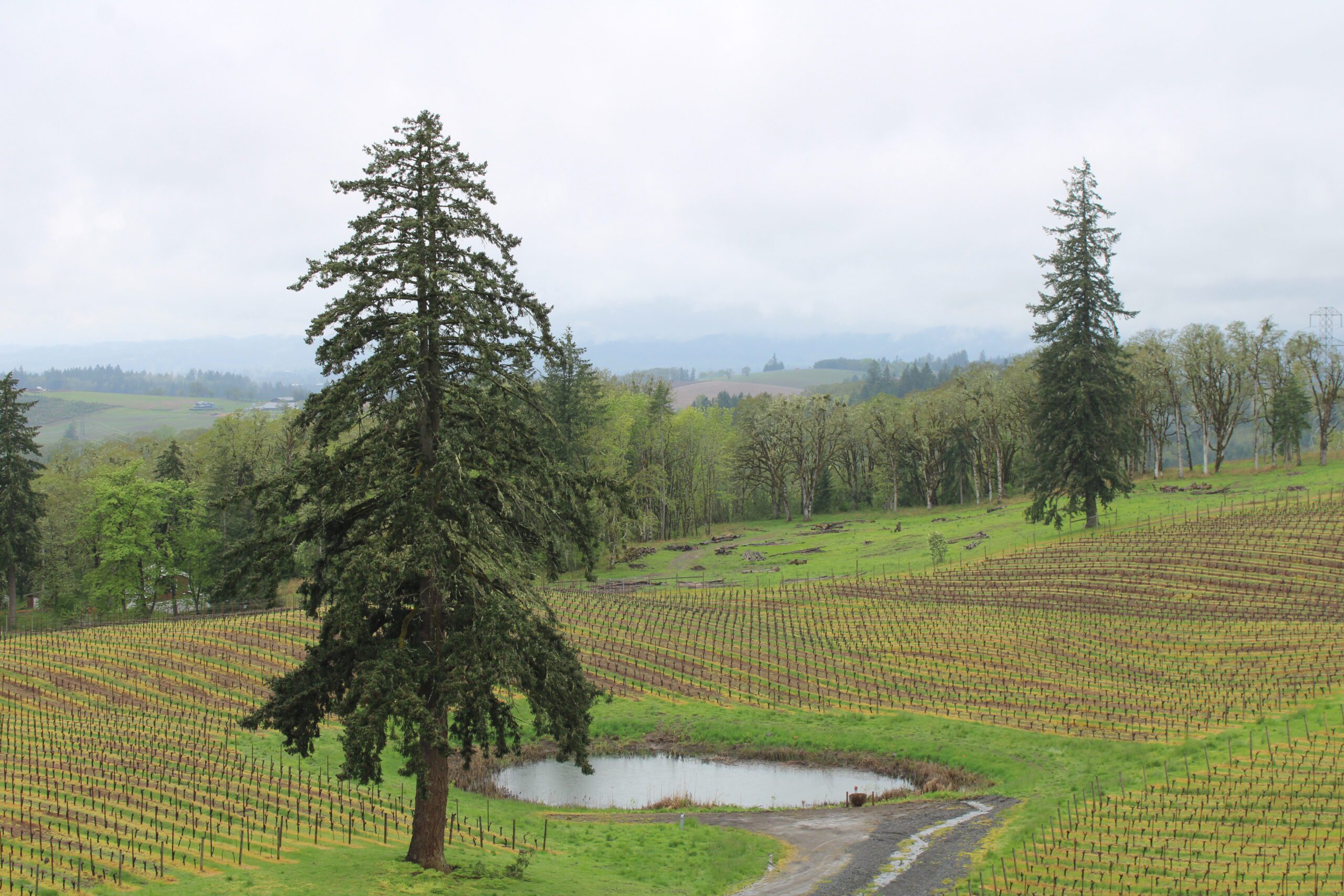 Winery Vineyard View Portland Oregon