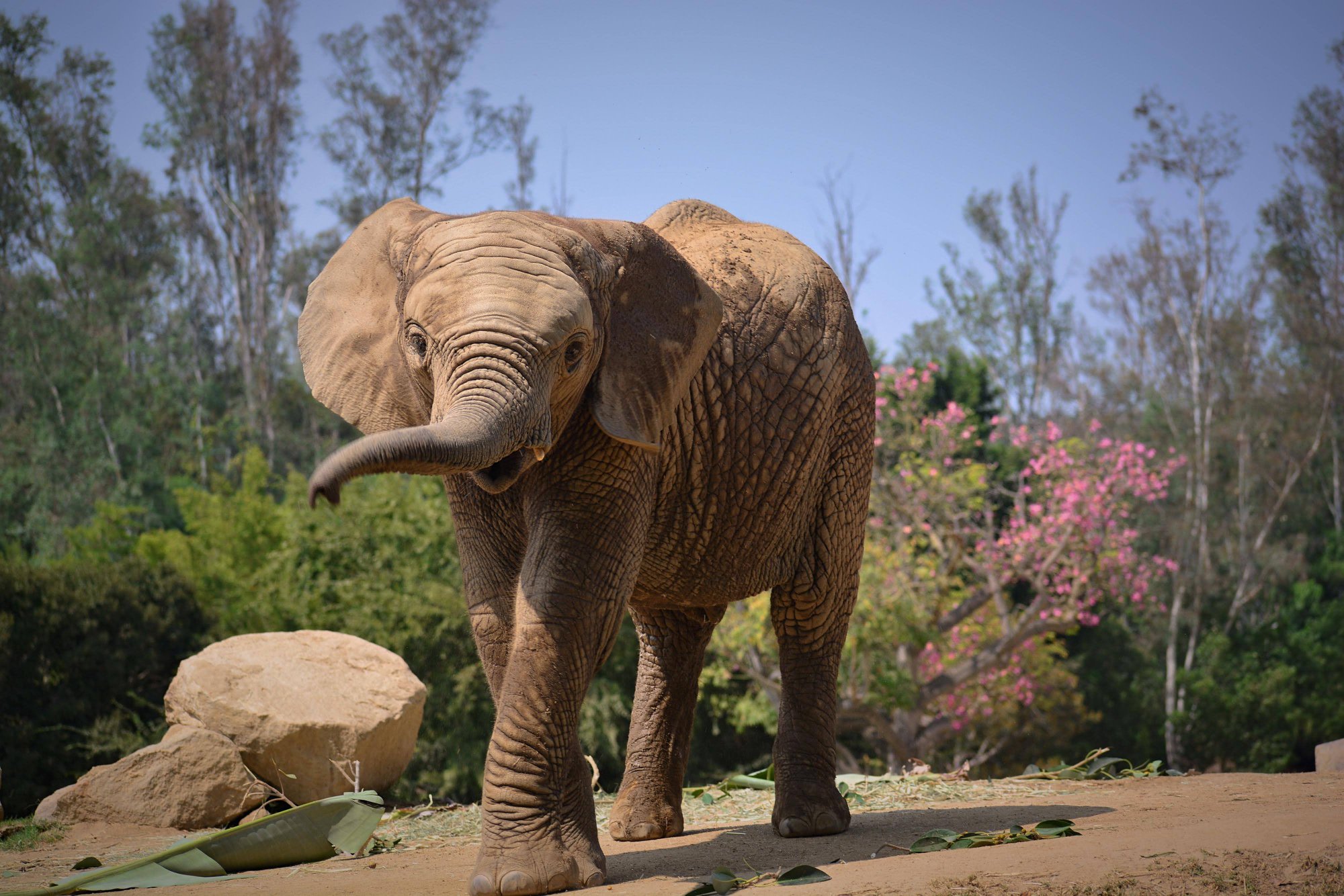 An Elephant At San Diego Zoo Safari Park